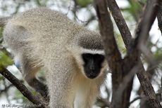 Grüne Meerkatzen (54 von 67).jpg